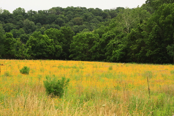 fieldofwildflowers